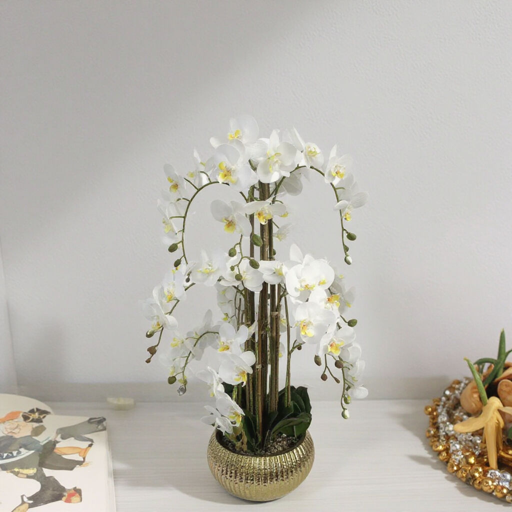 鉢付き白い蘭の花